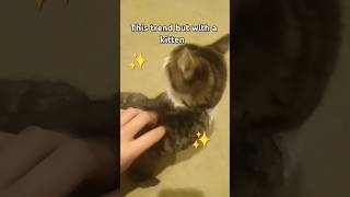 So cute cat awwnimals catfunny funny awwpets catvideos foryou aww funnycatvideos trending [upl. by Siger]