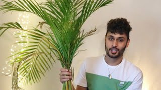 Areca Palm Repotting [upl. by Iveel954]