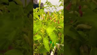 Birds eye chilli aka kanthari chilli rooftopgarden nature rain motivation youtubeshorts [upl. by Jane]