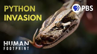 Giant Pythons Have Overrun Florida Here’s Why [upl. by Nudd]