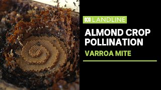 Australias almond industry grapples with varroa mite threat  ABC News  Landline [upl. by Alene]