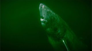 Greenland Shark  Deepsea Oddities [upl. by Sherman80]