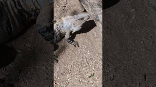 Black Spinytailed Iguana  2024 Year List [upl. by Darrej390]