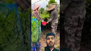 satisfying packinghacks agriculture packingtipsandtricks harvest vegetables organic tricks [upl. by Ednargel]