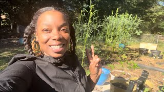 MY FALLWINTER GARDEN UPDATE AND TIPS gardening garden howto trending fyp [upl. by Aizirk]