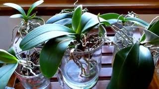 Converting your orchids to water culture What to expect the first month [upl. by Tiffie]