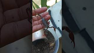 H Longimanus scorpion animal insects spider anime nature pet [upl. by Clarine439]