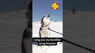 Siberian Husky Howling Siberian Husky Howling Like Crazy  Make your Dog Howl Funny Dog Videos😂😍 [upl. by Anib832]