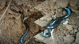 Brahminy blind snake കുരുടിപ്പാമ്പ് [upl. by Odracir]