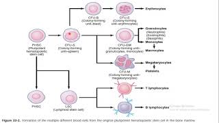 Hematopoiesis Urdu Language  Red blood cells formation [upl. by Cordelie960]