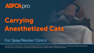 SpayNeuter Patient Induction Carrying Anesthetized Cats [upl. by Raynell]