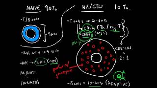 Immunology  Lymphocytes B cells T cells NK cells and NKT cells [upl. by Eirroc]