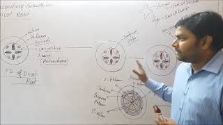 Secondary growth in dicot root [upl. by Nimrac93]