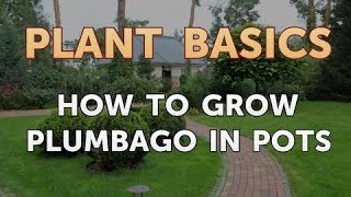 How to Grow Plumbago in Pots [upl. by Idleman334]