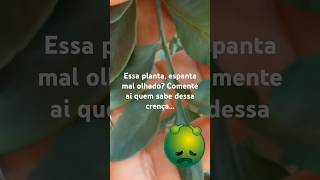 Que planta é essa [upl. by Haden]