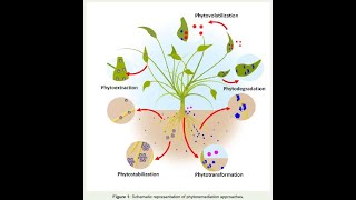 La phytoremédiation [upl. by Oderfliw54]