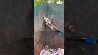 Hero rescues raccoons trapped in dumpster [upl. by Echikson]