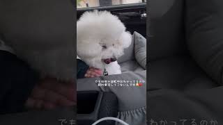 【Bichon Frise】要求が可愛すぎるワンコ  ビションフリーゼ Shorts [upl. by Meter]