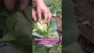 How to prepare cabbage seeds garden terracegarden assam shorts viral [upl. by Arrec]