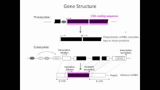 Gene Structure [upl. by Mendie]