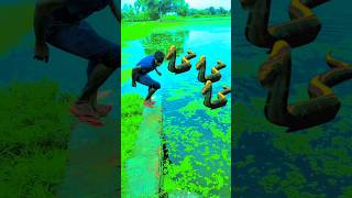 Snake 🐍🐍 Anaconda videos anaconda snake shorts video saamp cartoonyoutube [upl. by Nightingale467]