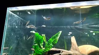 crenicichla compressiceps and keyhole cichlids penguin tetras [upl. by Nyrehtac569]