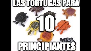 LAS 10 TORTUGAS PERFECTAS PARA PRINCIPIANTES [upl. by Eartha]