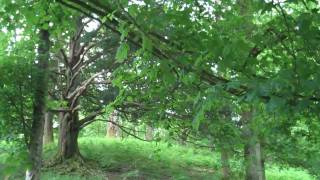 Samuel Taylor Coleridge This Lime Tree Bower My Prison wmv [upl. by Atinwahs607]