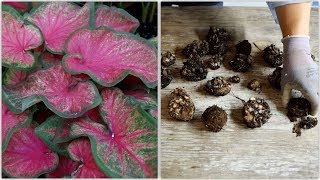 How to Dig and Store Caladiums 🌿 Garden Answer [upl. by Dennard]