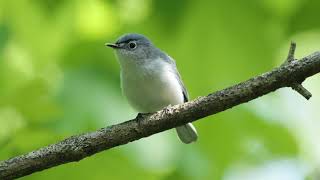 Blue Gray Gnatcatcher [upl. by Hekking]