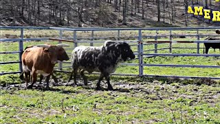 Apartando Toros De Reparo [upl. by Torr]