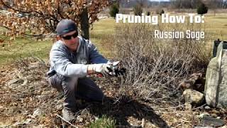 Pruning How To Russian Sage [upl. by Yrruc]