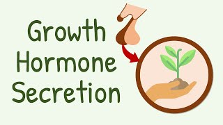 Growth Hormone Secretion [upl. by Pierson]