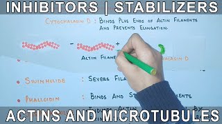 Chemicals that affect the Actin Filaments and Microtubules [upl. by Harret]