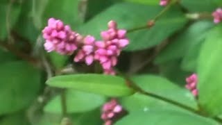 pinkweed smartweed knotweed polygonum [upl. by Enirbas]