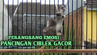 ciblek kristal gacor ngebren ak 47 variasi sekali pancing ciblekmu nyaut [upl. by Brewster]