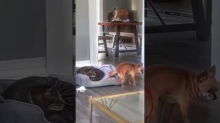 Dog Sneaks a Nap on Cats Bed shortsvideo [upl. by Ajram815]