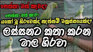 ලස්සනට කතා කරන මාල ගිරවා  Talking parrot in Sri Lanka  Talking Parrot  Talking Parrot in Sinhala [upl. by Ingemar]