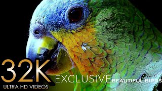 EXCLUSIVE BEAUTIFUL BIRDS COLLECTION  32K ULTRA HD  with Relaxing Music Snowfall Butterflies [upl. by Archer955]