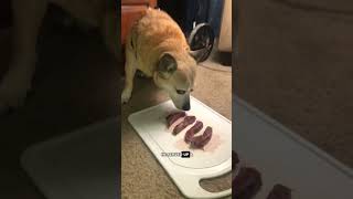 Pavlov Dog experiment explained shorts dog experiment [upl. by Erodoeht258]