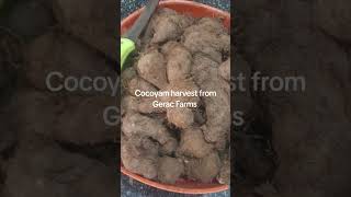 Fresh cocoyam harvest [upl. by Anet939]