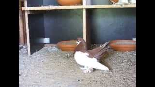 Pigeon culbutant de la Volga  mai 2014 [upl. by Sucrad267]