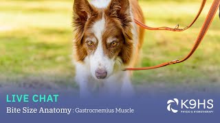 Bitesize Canine Anatomy Gastrocnemius Muscle [upl. by Alessandro]