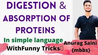 Protein Digestion and Absorption  Simplest Explaination [upl. by Il]