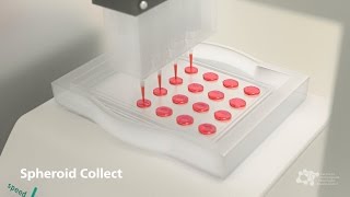 Organs Bioprinting – 2nd Spheroid Collect [upl. by Mak333]