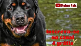 Latido de cachorro Rottweiler Bravo [upl. by Arlen]