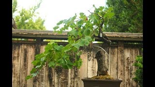 Wine Grape Bonsai Wine grape bonsai trees look [upl. by Assilana]