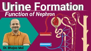 Urine Formation  Nephron Function  by Dr Bhojoo Mal [upl. by Etiuqal]