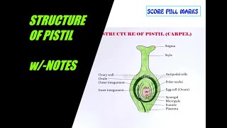 how to draw easy STRUCTURE OF A PISTIL  OVARY wNOTES  class X  CBSE  step by step [upl. by Sivolc]