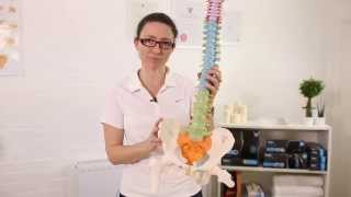 How to use the Sacroiliac Belt with backpainhelp com [upl. by Ahsiei338]